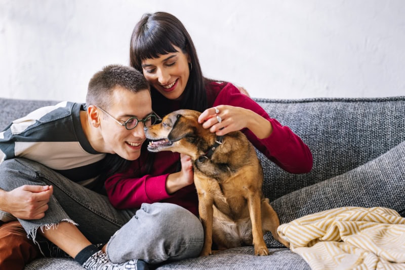 A smiling couple sitting together on a grey sofa, affectionately petting their small brown dog.