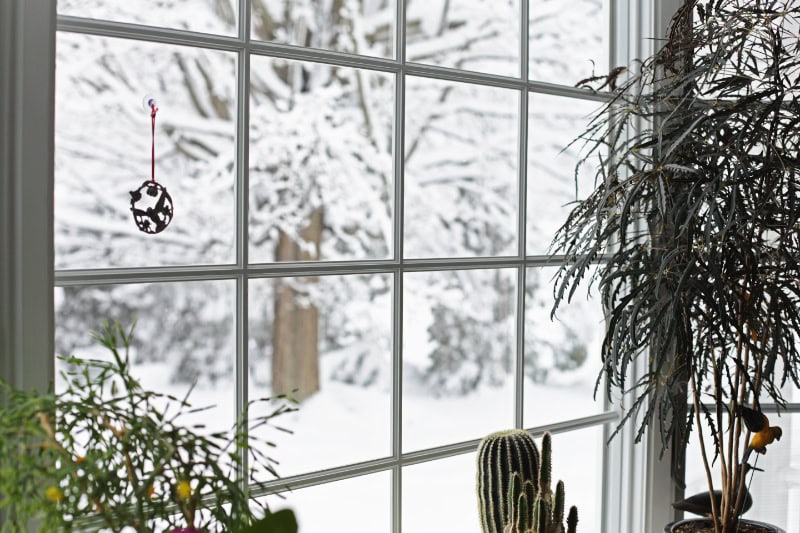 Indoor houseplants, including a tall potted plant and a small cactus, arranged along a window sill indoors.