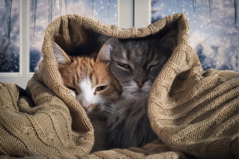 Is Your Heating System Ready for North Carolina Winter? Two cats hide under the blanket. Outside, the winter snow. The concept of home comfort, security, warmth.